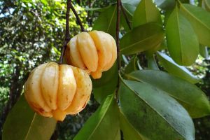 garcinia cambogia fruits