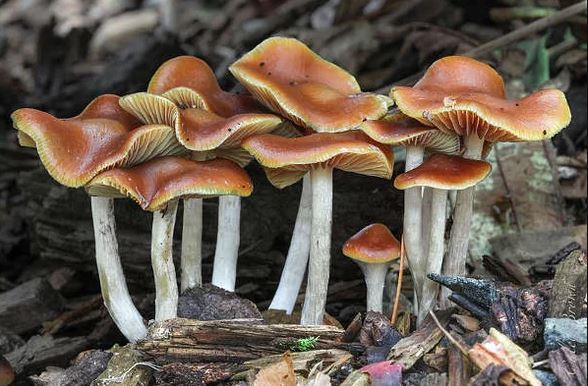 psilocybe mushrooms