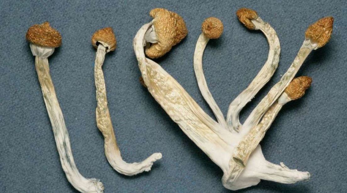magic mushrooms